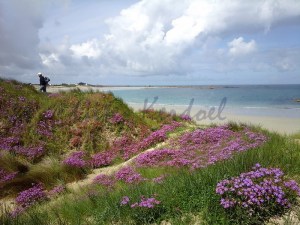 printemps sur les dûnes des Amiets