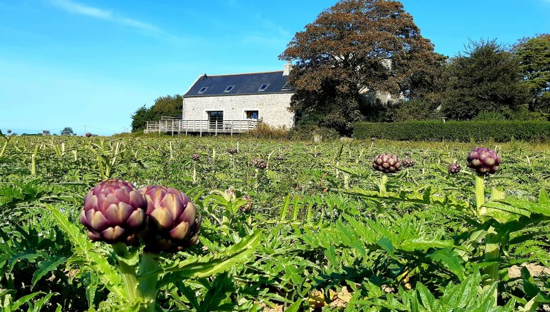 champs d'artichauts